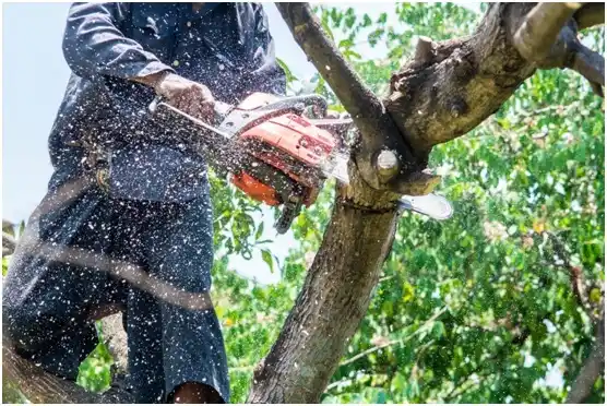 tree services Ringtown